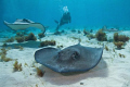   Stingray City always great place get some nice photos. This day was no exception. photos exception  